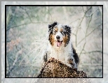 Owczarek australijski-australian shepherd