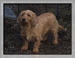 Basset Fauve de Bretagne