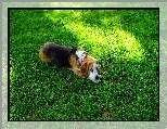 Leżący, Beagle, Trawa