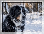 Berneński pies pasterski, Śnieg