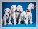 Szczeniaki, Psy, Białe, Pit Bull Terrier