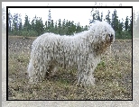 biały, Komondor