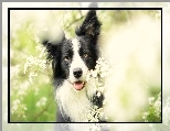 Border Collie, Kwiaty, Łąka