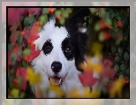 Border collie, Liście, Rośliny