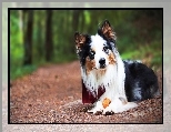 Border collie, Piłeczka, Droga