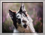 Border collie, Pyszczek, Łapka