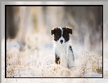 Border collie, Szczeniak, Trawa