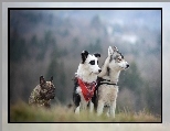 Buldog francuski, Border collie, Siberian husky