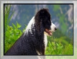 Border collie, Rośliny