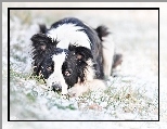Śnieg, Pies, Border Collie, Trawa