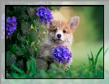 Hortensja, Kwiaty, Welsh corgi pembroke, Pies