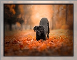 Jesień, Pies, Cane corso, Czarny, Liście, Park