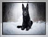 Czarny owczarek niemiecki, Pies, �nieg