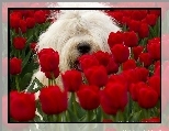 Tulipany, Pies, Biały, Czerwone, Maltańczyk