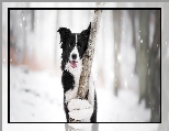 Drzewo, Border collie, Pies, Mordka, Śnieg
