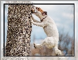 Drzewo, Pies, Jack Russell Terrier, Skok