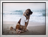 Dziecko, Morze, Plaża, Pies, Leonberger, Przyjaciele