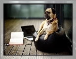 Pies, Fotel, Laptop