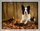 Gałąź, Border collie, Konar, Liście