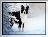 Śnieg, Biało-czarny, Ośnieżone, Pies, Border collie, Zima, Gałązki