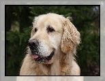 Pies, Golden, Retriever