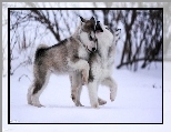 Psy, Husky, Zima
