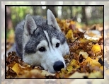 Siberian Husky, Liście