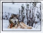 Siberian husky, Śnieg