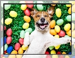 Malowane, Jack Russell Terrier, Pies, Jaja, Wielkanoc