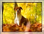 Pit Bull Terrier, Jesienne, Liście