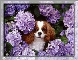 King Charles Spaniel, fioletowe, kwiatki