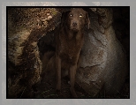 Kłoda, Labrador retriever, Pies, Wydrążona, Drzewa