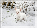 Śnieg, Pies, Chihuahua krótkowłosa, Krzew