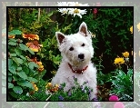 Kwiatki, Pies, Biały, West highland white terrier, Ogród