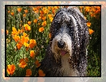 Maczki kalifornijskie, Bearded collie, Pomarańczowe, Pies, Pozłotki, Kwiaty