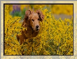 Kwiaty, Pies, Żółte, Rozmycie