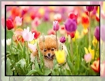 Kwiaty, Pies, Szpic miniaturowy, Tulipany