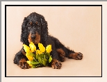 Kwiaty, Pies, Seter szkocki, Tulipany