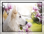 Kwiaty, Pies, Biały owczarek szwajcarski, Magnolie
