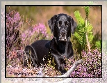 Labrador retriever, Pies, Czarny, Wrzosy