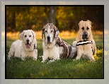 Labrador retriever, Trzy, Psy, Mastif hiszpański