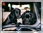 Labrador Retriever, Czarne, Dwa, Psy, Samochód
