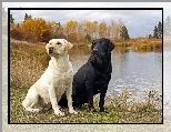 Jezioro, Labradory, Dwa, Psy