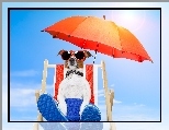 Pies, Parasol, Leżak, Jack russell terrier, Plaża, Wakacje