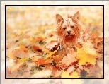 Pies, Jesień, Liście, Yorkshire Terrier