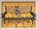 Ławka, Liście Australian cattle dog