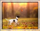 Pies, Liście, Jesień, Liść, Jack Russell terrier