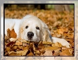 Liście, Pies, Golden Retriever, Jesień