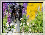 Pies, Margerytki, Łubin, Border collie, Kwiaty, Trawa