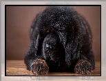 Czarny, Mastif tybetański